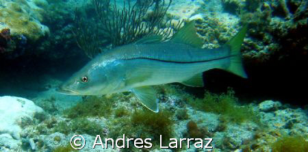 SNOOK by Andres Larraz 